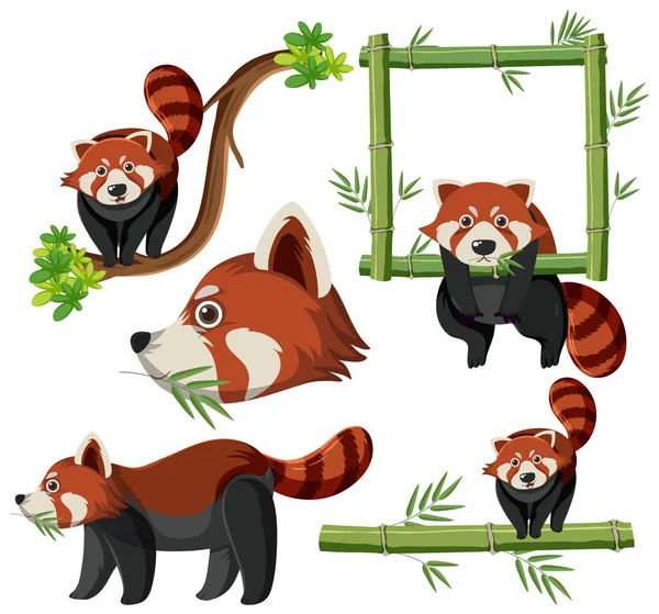 Conjunto Mistura Ilustração Panda Vermelha — Vetor de Stock