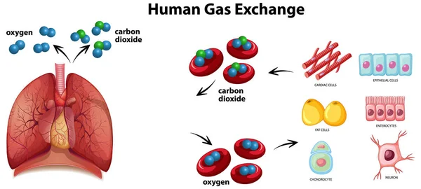 Illustrazione Del Vettore Del Diagramma Scambio Del Gas Umano — Vettoriale Stock
