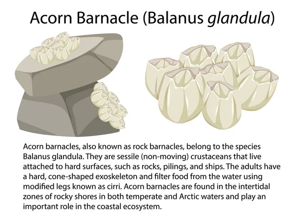 Acorn Barnacle Izolované Skalnaté Pobřeží Zvíře Ilustrace — Stockový vektor