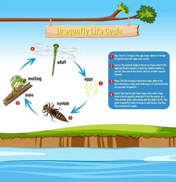 Dragonfly Life Cycle Infographic Illustration — Stock Vector
