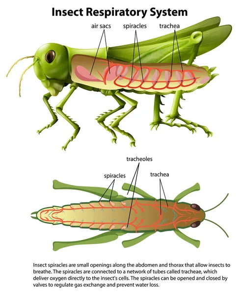 Grasshopper Respiratoire Systeem Diagram Illustratie — Stockvector