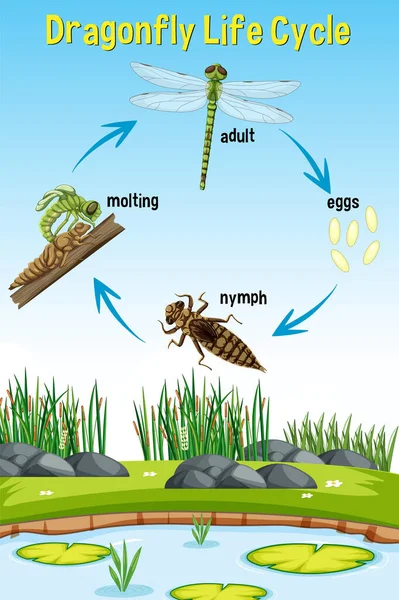 Dragonfly Life Cycle Infografía Ilustración — Archivo Imágenes Vectoriales