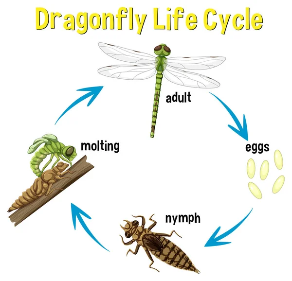 Dragonfly Life Cycle Infografía Ilustración — Vector de stock