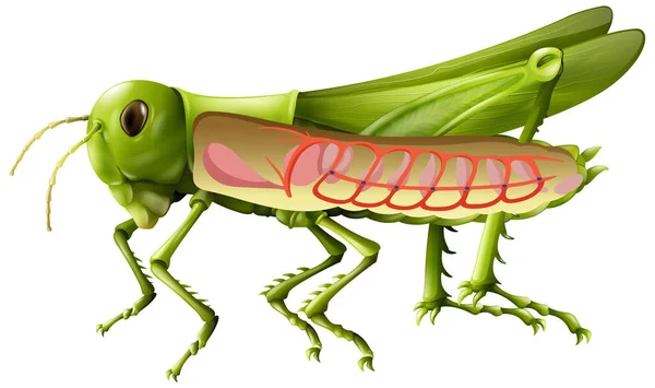 삽화에 나타난 메뚜기의 — 스톡 벡터