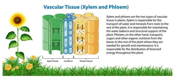血管組織図 Xylem Phloem — ストックベクタ