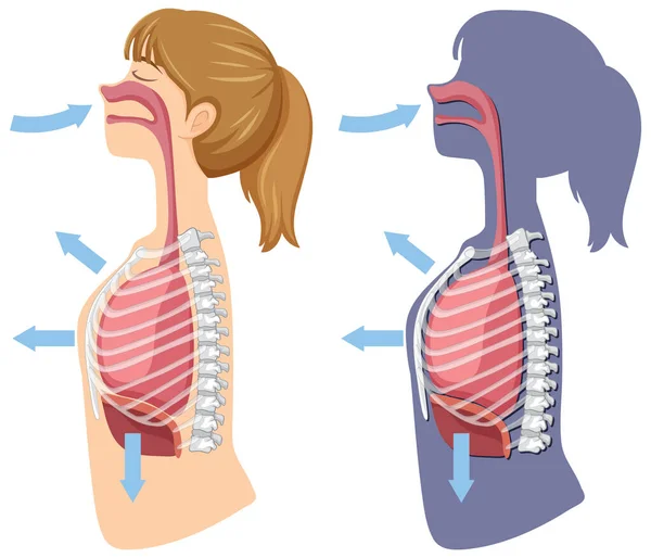 呼吸吸入と呼気イラストのメカニズム — ストックベクタ