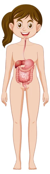 女性の消化器系の解剖図 — ストックベクタ
