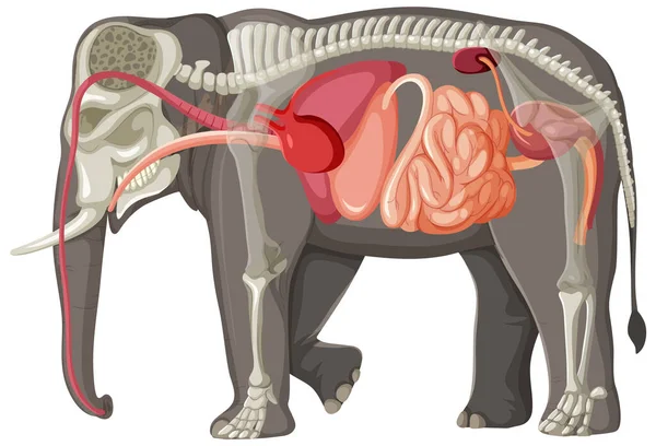 大象解剖学概念科学教育图解 — 图库矢量图片