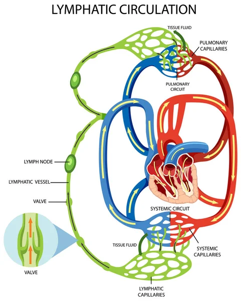 Lymphatic Circulation System Diagram Illustratie — Stockvector