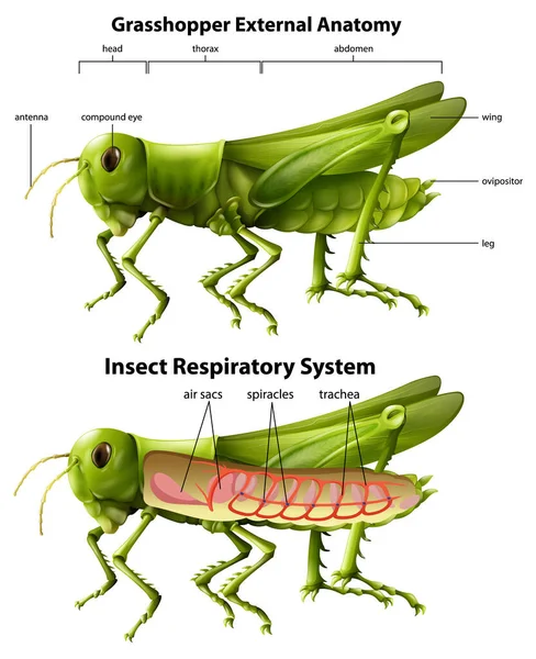 Illustrazione Del Diagramma Del Sistema Respiratorio Grasshopper — Vettoriale Stock