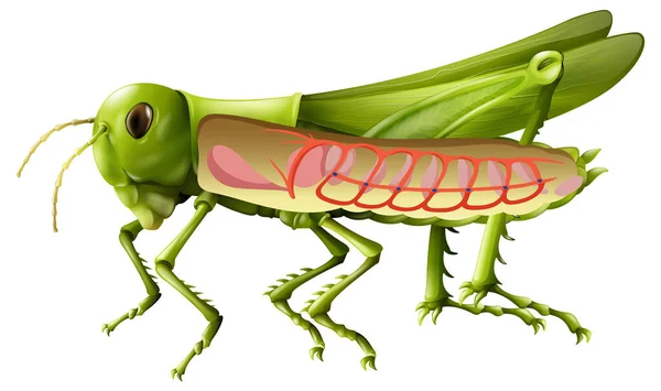 Grasshopper Respiratory System Diagram Illustration — Stock Vector
