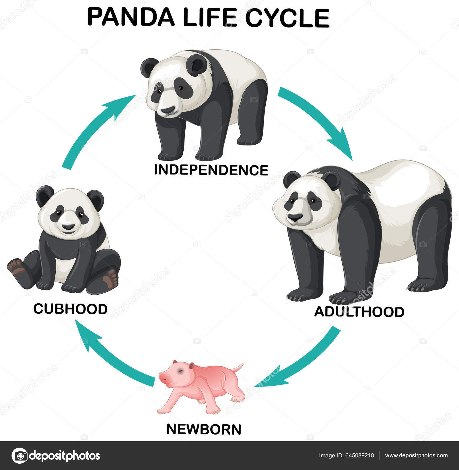 Ilustraci n Infogr fica Del Ciclo Vida Panda Vector De Stock 645089218 ilustraci-n-infogr-fica-del-ciclo-vida-panda-vector-de-stock-645089218
