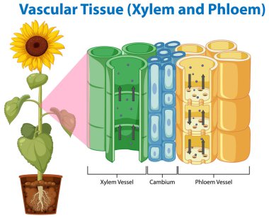 Vasküler Doku (Xylem ve Phloem) resimlemesini gösteren diyagram