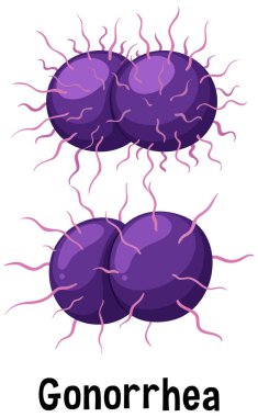 Metin resimli Neisseria gonorrhoeae bakterisi