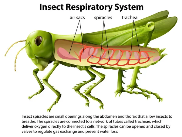 Grasshopper Sistema Respiratorio Diagrama Ilustración — Vector de stock