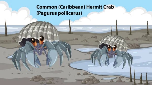 Illustrazione Animale Comune Hermit Crab Mangrove Forest — Vettoriale Stock