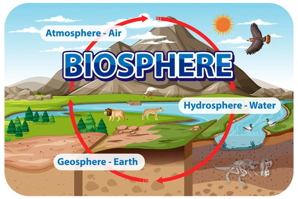 Biosfera Ecologia Infografica Apprendimento Illustrazione — Vettoriale Stock
