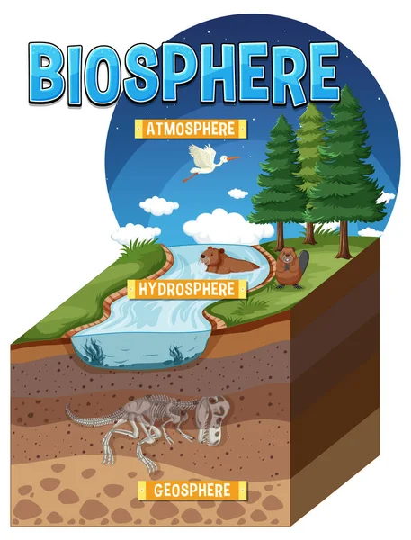 Ecologia Biosfera Infográfico Para Ilustração Aprendizagem —  Vetores de Stock