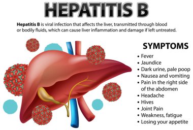 Hepatis B illüstrasyonunun belirtileri