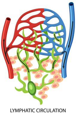 Lymphatic Circulation System Diagram illustration clipart