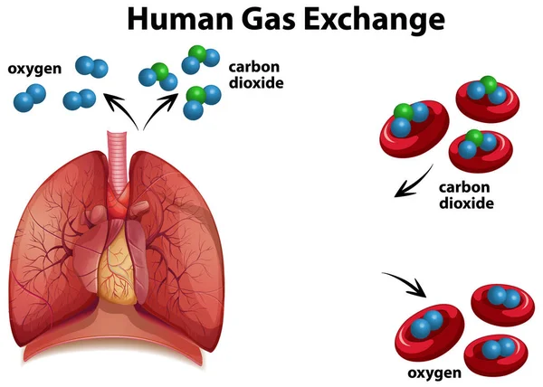 Human Gas Exchange Diagram Vector Illustration — Stock Vector