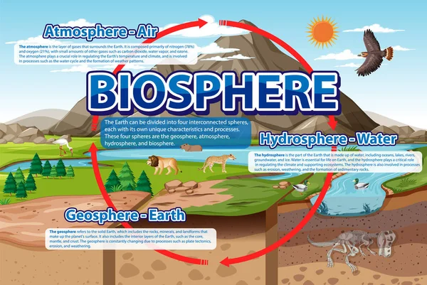 Biosfera Ekologia Infografika Nauki Ilustracja — Wektor stockowy