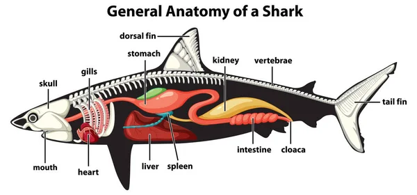 General Anatomy Shark Diagram Illustration — Stock Vector