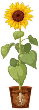 Ot illüstrasyonunda Ayçiçeği Kökü Büyümesi