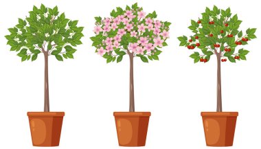 Kiraz Ağacı Büyüme Vektörü illüstrasyonunun Aşamaları