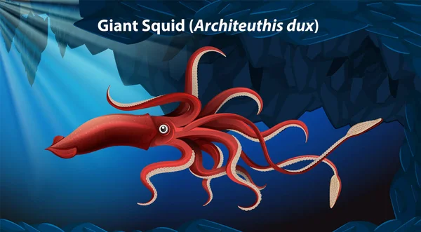 Giant Squid Architeuthis Dux Vector Illustration — Stock Vector