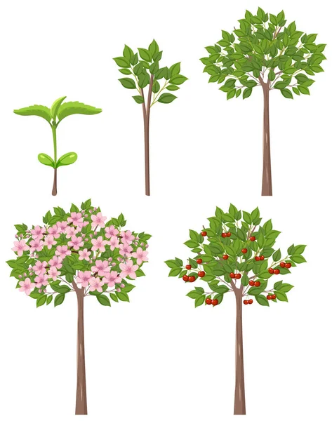 Etapper Körsbär Träd Tillväxt Vektor Illustration — Stock vektor