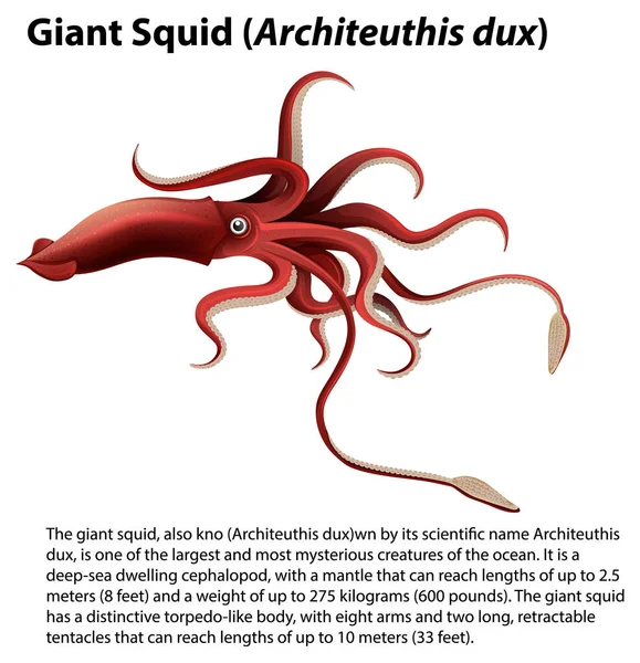 Giant Squid Architeuthis Dux Vector Illustration — Stock Vector