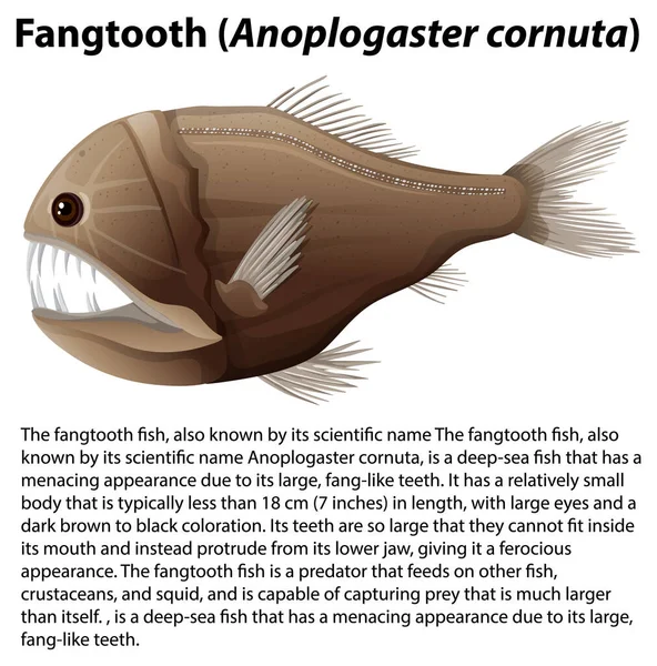 Fangtooth Anoplogaster Cornuta Informative Text Illustration — Stock Vector