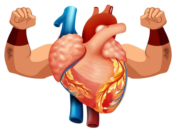 有两个有力的臂膀说明的人类心脏 — 图库矢量图片