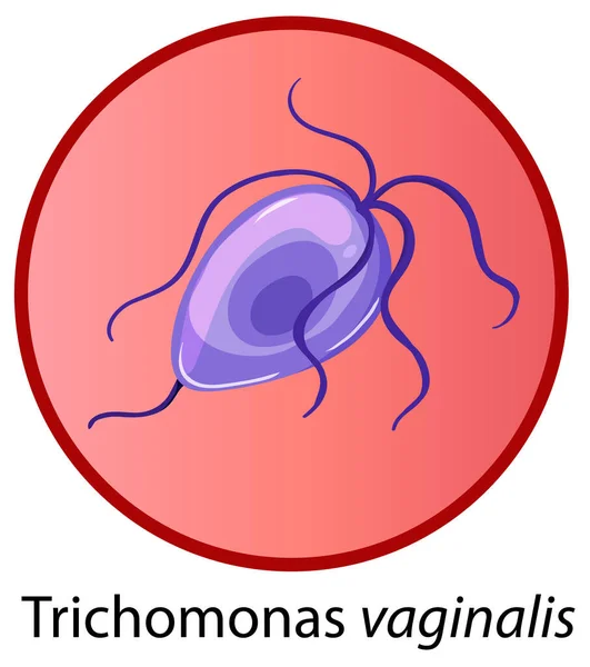 Trichomonas Vaginalis Pada Ilustrasi Latar Belakang Putih - Stok Vektor