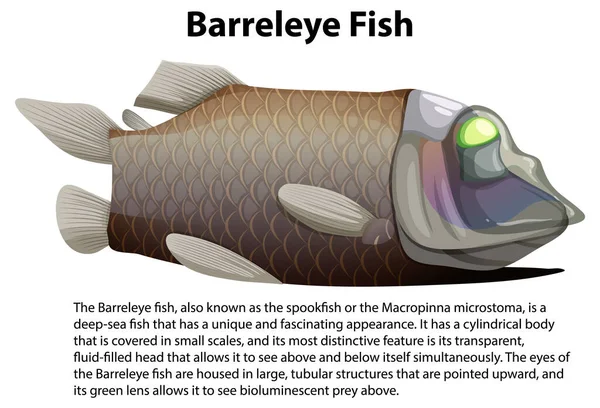 Pacific Barreleye Fish Informative Text Illustration — Stock Vector