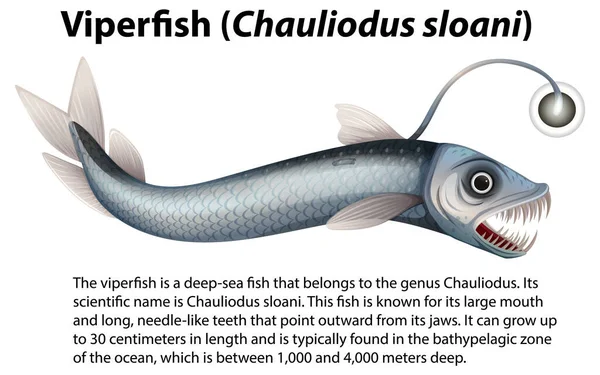 Engerek Balığı Chauliodus Sloani Bilgi Metni Illüstrasyonu — Stok Vektör