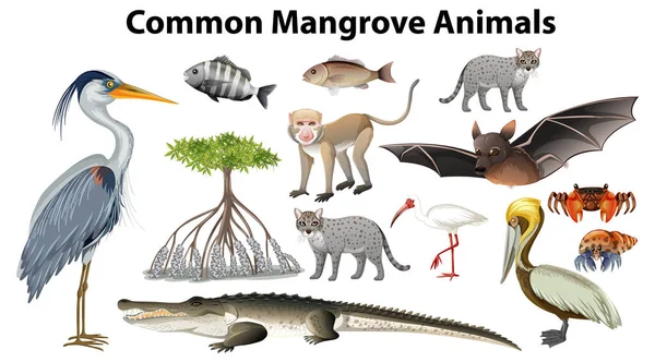 一般的なマングローブの動物のコレクションイラスト — ストックベクタ