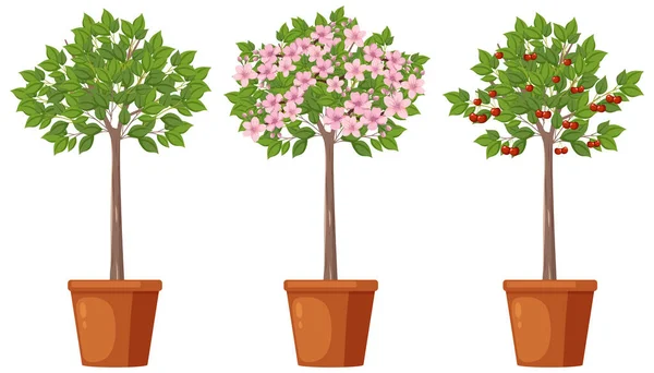 桜の成長ベクトル図 — ストックベクタ