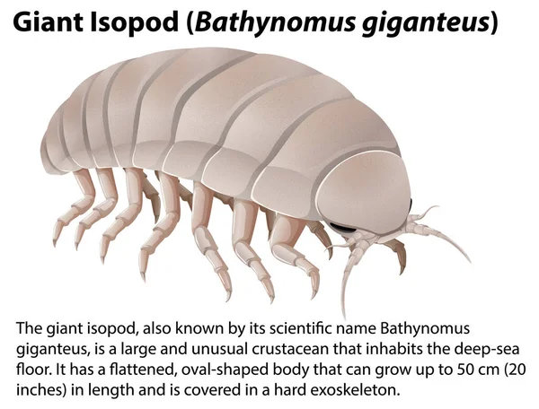 Gigantyczny Isopod Bathynomus Giganteus Ilustracją Tekstu Informacyjnego — Wektor stockowy