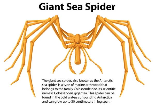 Giant Sea Spider Informative Text Illustration — Stock Vector