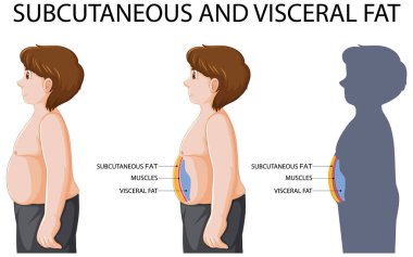 Subcutaneous and visceral fat diagram illustration