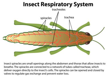 Çekirge solunum sistemi diyagramı çizimi