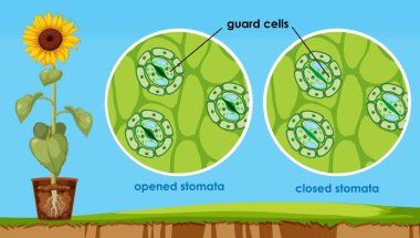 The opening and closing of stomata illustration