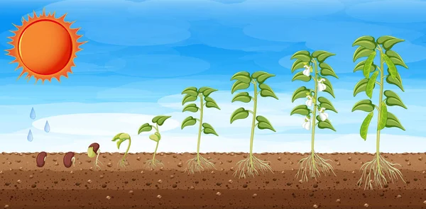 Wachstumsphasen Einer Pflanze — Stockvektor