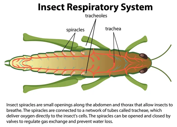 Grasshopper Sistema Respiratorio Diagrama Ilustración — Vector de stock