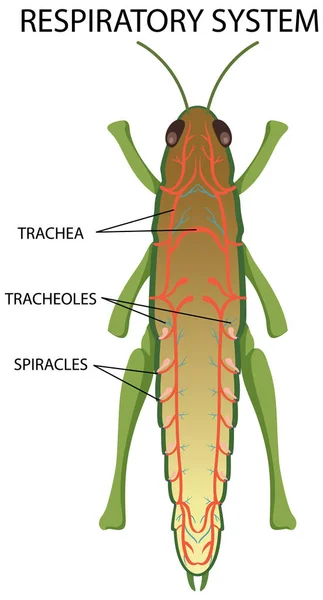 Ilustrace Diagramu Dýchacích Cest Hmyzu — Stockový vektor