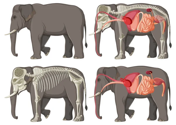 Interne Organen Anatomie Van Een Olifant Illustratie — Stockvector