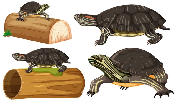 Collection Illustrations Poses Tortues Peintes — Image vectorielle