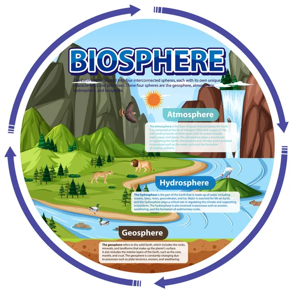 Bioszféra Ökológia Infografika Tanulási Illusztráció — Stock Vector